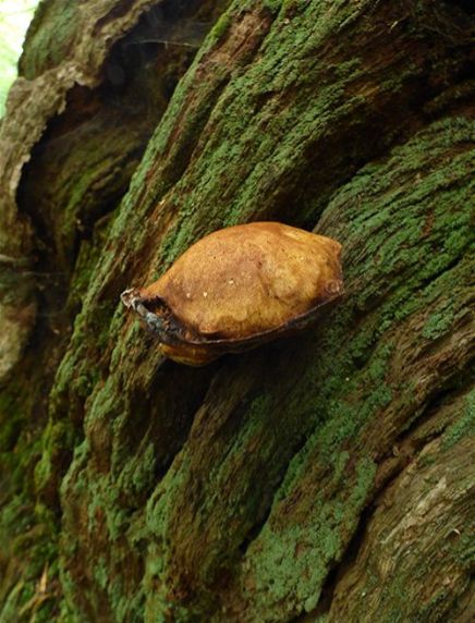 An over-mature bracket on a long-dead ancient oak near Windsor Great Park, Buckinghamshire.